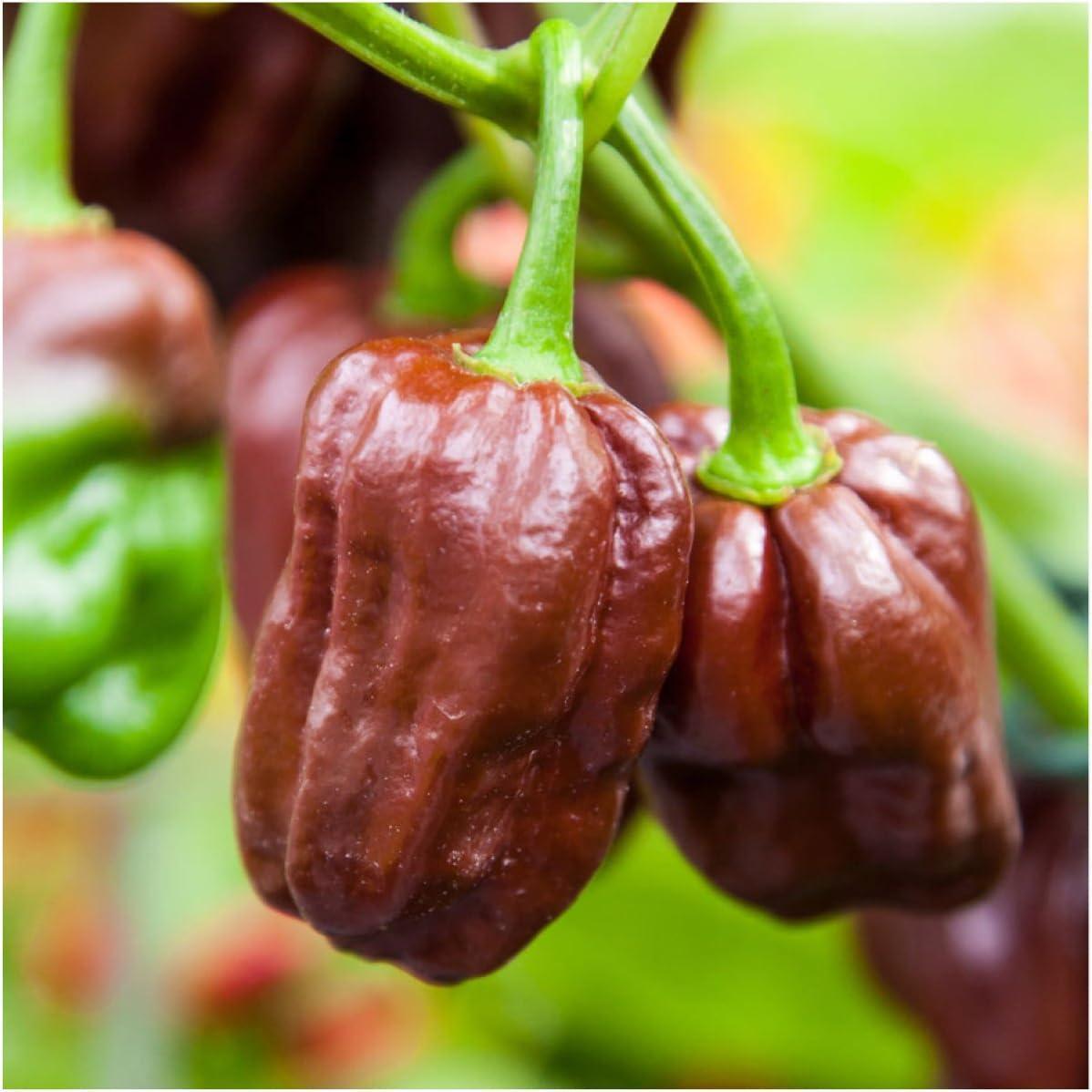 Habanero Populer: Segala yang Perlu Anda Ketahui!